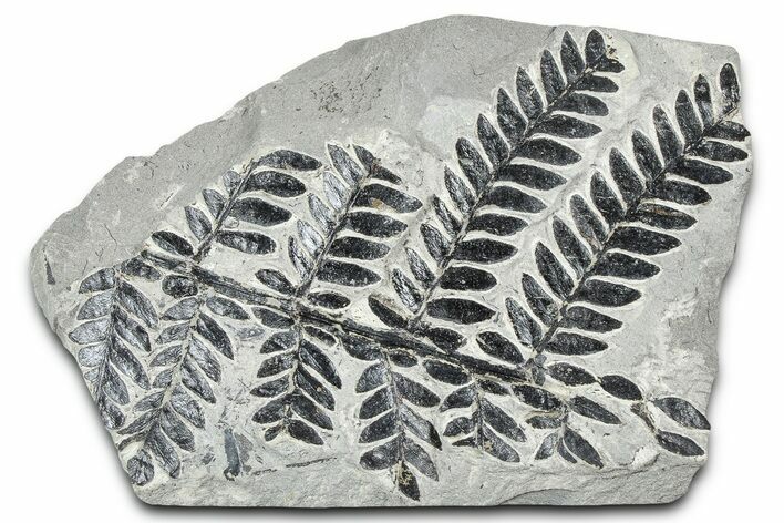 Carboniferous Fossil Fern (Odontopteris) - France #378081